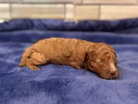 Sammy , a male Maltipoo and Poodle - Toy  for sale in Kentwood, LA – Photo 3 of 4