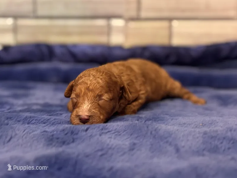 Sammy  – Maltipoo, Poodle - Toy  puppy for sale in Kentwood, LA