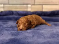 Sammy , a male Maltipoo and Poodle - Toy  for sale in Kentwood, LA – Photo 1 of 4