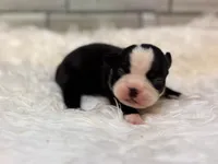 Prissy, a female Boston Terrier for sale in Kentwood, LA – 4 of 6
