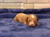 Jasper, a male Maltipoo and Poodle - Toy  for sale in Kentwood, LA – Photo 6 of 6