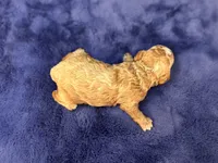 Jasper, a male Maltipoo and Poodle - Toy  for sale in Kentwood, LA – Photo 4 of 6