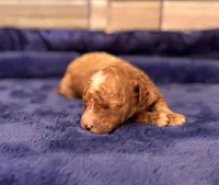 Jasper, a male Maltipoo and Poodle - Toy  for sale in Kentwood, LA – Photo 5 of 6
