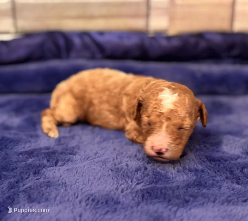 Jasper – Maltipoo, Poodle - Toy  puppy for sale in Kentwood, LA