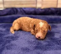 Jasper, a male Maltipoo and Poodle - Toy  for sale in Kentwood, LA – Photo 1 of 6
