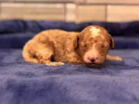 Jasper, a male Maltipoo and Poodle - Toy  for sale in Kentwood, LA – Photo 2 of 6