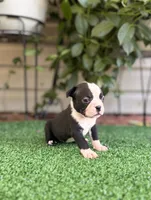 Daisy , a female Boston Terrier for sale in Kentwood, LA – 3 of 6
