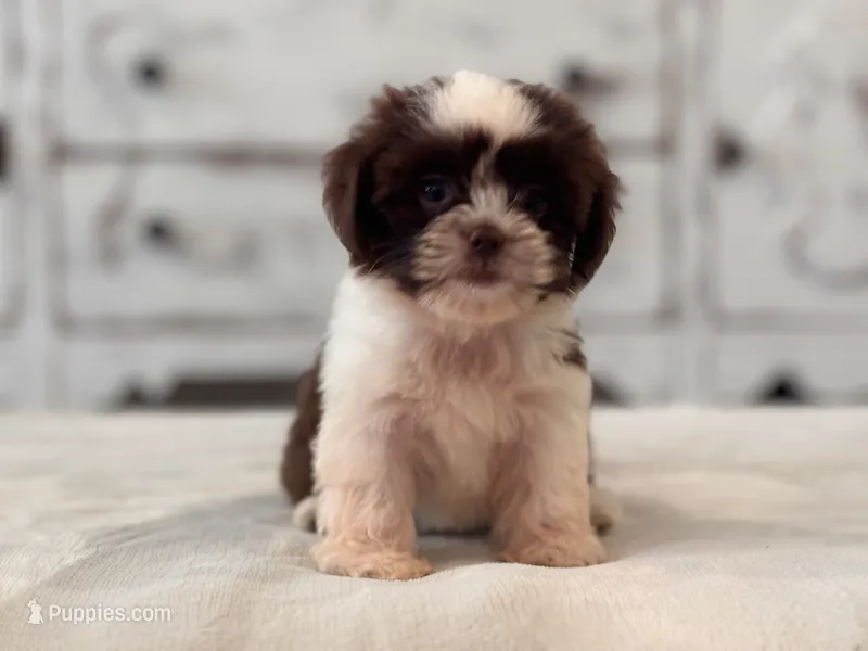 Lily  – Shih Tzu puppy for sale in Kentwood, LA