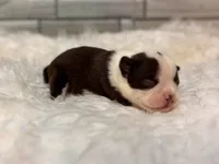 Sassy , a female Boston Terrier for sale in Kentwood, LA – 2 of 6