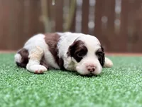 Nash, a male Cockapoo for sale in Kentwood, LA – 7 of 8
