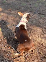 Brownie, a female Boston Terrier for sale in Kentwood, LA – 2 of 2