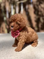 Bentley , a male Poodle - Toy  for sale in Kentwood, LA – 3 of 5