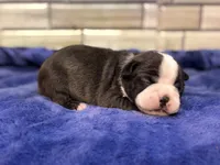 Pearl, a female Boston Terrier for sale in Kentwood, LA – 2 of 3