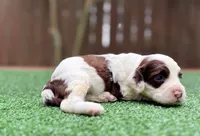 Nash, a male Cockapoo for sale in Kentwood, LA – 8 of 8