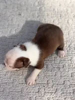 Ace , a male Boston Terrier for sale in Kentwood, LA – 5 of 5