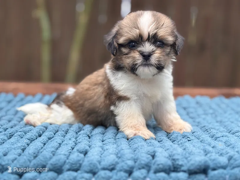 Sassy – Shih Tzu puppy for sale in Kentwood, LA