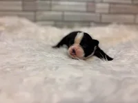 Prissy, a female Boston Terrier for sale in Kentwood, LA – 5 of 6