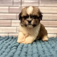 Sassy, a female Shih Tzu for sale in Kentwood, LA – 1 of 3
