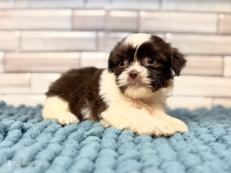 Lily  – Shih Tzu puppy for sale in Kentwood, LA