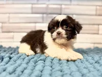 Lily , a female Shih Tzu for sale in Kentwood, LA – 1 of 1