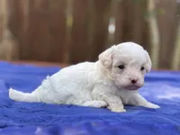 Frankie, a male Maltipoo for sale in Kentwood, LA – 3 of 6