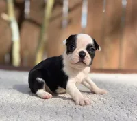 Odie , a male Boston Terrier for sale in Kentwood, LA – 5 of 6