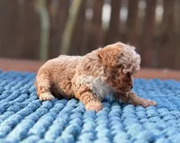 Teddy , a male Poodle - Toy  for sale in Kentwood, LA – 6 of 6