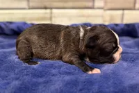 Bruno , a male Boston Terrier for sale in Kentwood, LA – 2 of 2