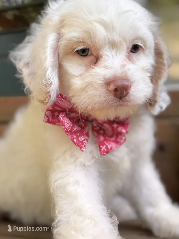 Butterbean  – Cockapoo puppy for sale in Kentwood, LA