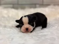 Prissy, a female Boston Terrier for sale in Kentwood, LA – 3 of 6