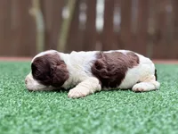 Tinkerbell, a female Cockapoo for sale in Kentwood, LA – 7 of 7