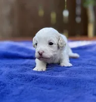 Frankie, a male Maltipoo for sale in Kentwood, LA – 2 of 4