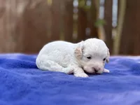 Frankie, a male Maltipoo for sale in Kentwood, LA – 4 of 4
