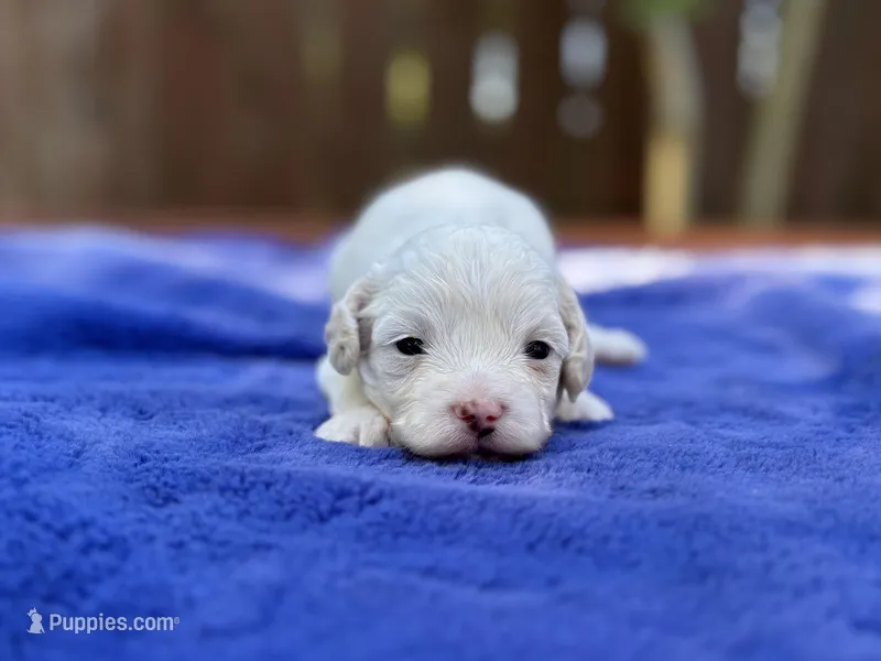 Frankie – Maltipoo puppy for sale in Kentwood, LA