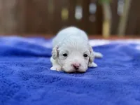 Frankie, a male Maltipoo for sale in Kentwood, LA – 1 of 4