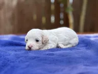 Frankie, a male Maltipoo for sale in Kentwood, LA – 3 of 4