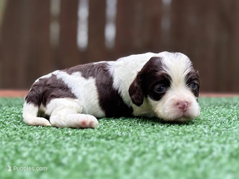 Sassy – Cockapoo puppy for sale in Kentwood, LA