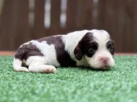 Sassy, a female Cockapoo for sale in Kentwood, LA – 1 of 5