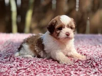 Lulu, a female Shihpoo for sale in Kentwood, LA – 2 of 3