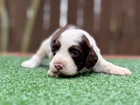 Nash, a male Cockapoo for sale in Kentwood, LA – 3 of 8