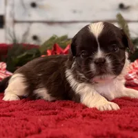 Sammy, a male Shih Tzu for sale in Kentwood, LA – Photo 2 of 3