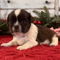 Sammy, a male Shih Tzu for sale in Kentwood, LA – Photo 1 of 3