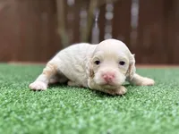 Butterbean , a male Cockapoo for sale in Kentwood, LA – 2 of 4