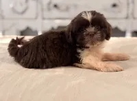 Jack, a male Shih Tzu for sale in Kentwood, LA – 1 of 6