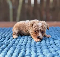 Teddy , a male Poodle - Toy  for sale in Kentwood, LA – 2 of 6