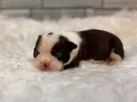 Sassy , a female Boston Terrier for sale in Kentwood, LA – 3 of 6