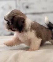 Nash, a male Shih Tzu for sale in Kentwood, LA – 6 of 6