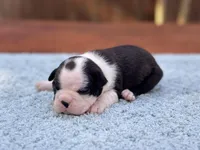 Bruno , a male Boston Terrier for sale in Kentwood, LA – Photo 4 of 5