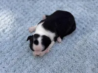 Bruno , a male Boston Terrier for sale in Kentwood, LA – Photo 5 of 5