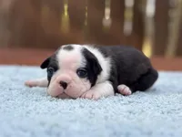 Bruno , a male Boston Terrier for sale in Kentwood, LA – Photo 2 of 5